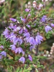 Calluna vulgaris