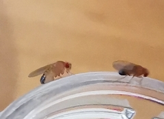 Drosophila melanogaster