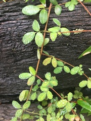 Lespedeza procumbens