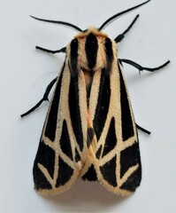 Apantesis phalerata
