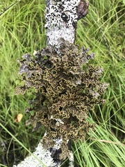 Pseudocyphellaria holarctica