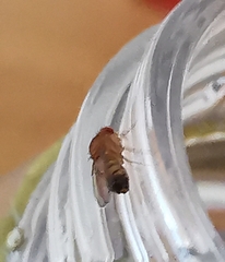 Drosophila melanogaster