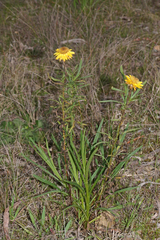 Xerochrysum viscosum