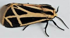 Apantesis phalerata