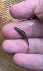 Indostomus crocodilus