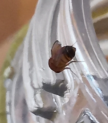 Drosophila melanogaster