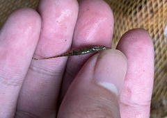 Indostomus crocodilus