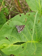 Spialia galba