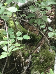 Lepus americanus