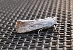 Catabena lineolata