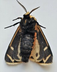 Apantesis phalerata