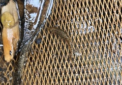 Indostomus crocodilus