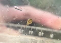 Indostomus crocodilus