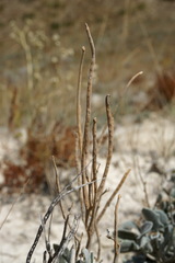 Matthiola odoratissima