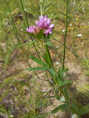 Trifolium lupinaster
