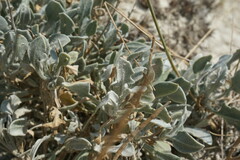 Matthiola odoratissima