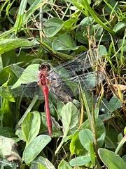 Sympetrum vicinum