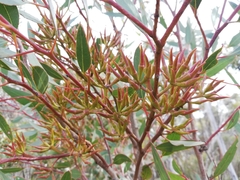Eucalyptus phaenophylla