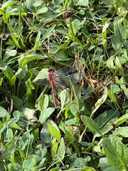 Sympetrum vicinum