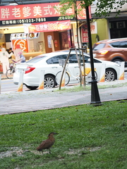 Gorsachius melanolophus