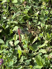 Sympetrum vicinum