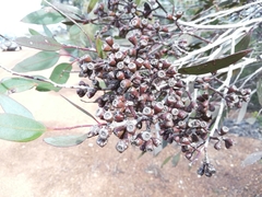 Eucalyptus phaenophylla