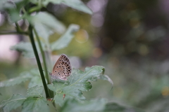 Pseudozizeeria maha