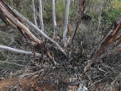 Eucalyptus phaenophylla