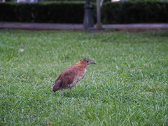 Gorsachius melanolophus