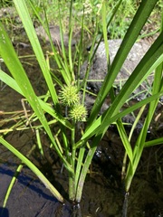 Sparganium americanum