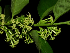 Cestrum latifolium