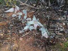 Eucalyptus phaenophylla