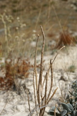 Matthiola odoratissima