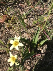 Romulea flava