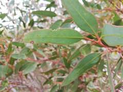 Eucalyptus phaenophylla