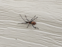 Coreoidea