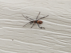 Coreoidea