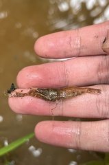 Macrobrachium sintangense