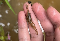 Macrobrachium sintangense