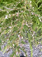 Lespedeza