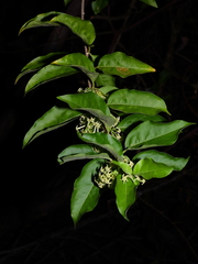 Cestrum latifolium