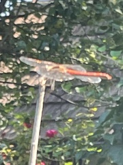 Sympetrum meridionale