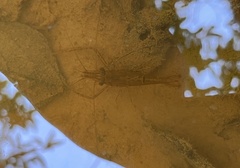 Macrobrachium sintangense
