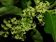 Cestrum latifolium
