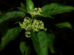 Cestrum latifolium