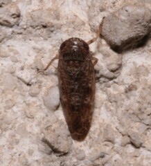 Allygidius atomarius