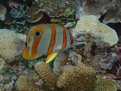 Chelmon rostratus