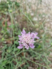 Sixalix atropurpurea