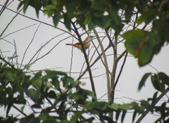 Cantorchilus longirostris