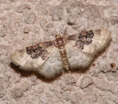 Idaea rusticata